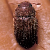 Hairy fungus beetle